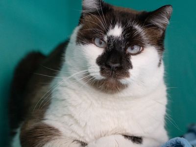 Hello my name is Rockefeller