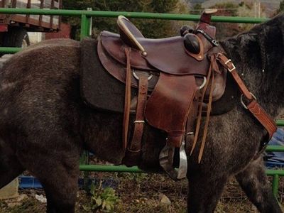 15" wade saddle