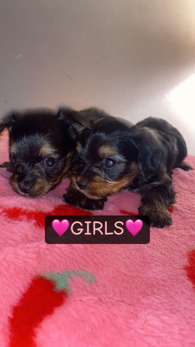 Adorable Yorkie/Shih Tzu Mix Puppies