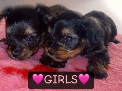 Adorable Yorkie/Shih Tzu Mix Puppies