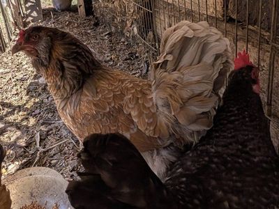 Various prolific laying hens