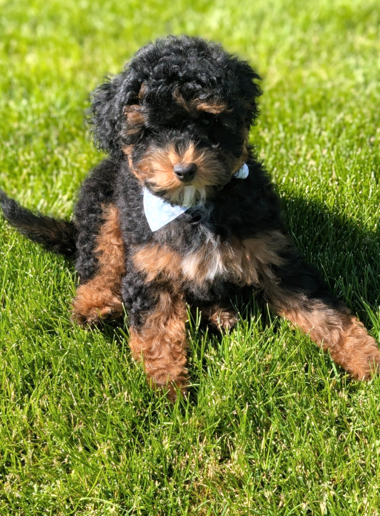 AKC Mini Poodle