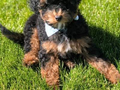 AKC Mini Poodle