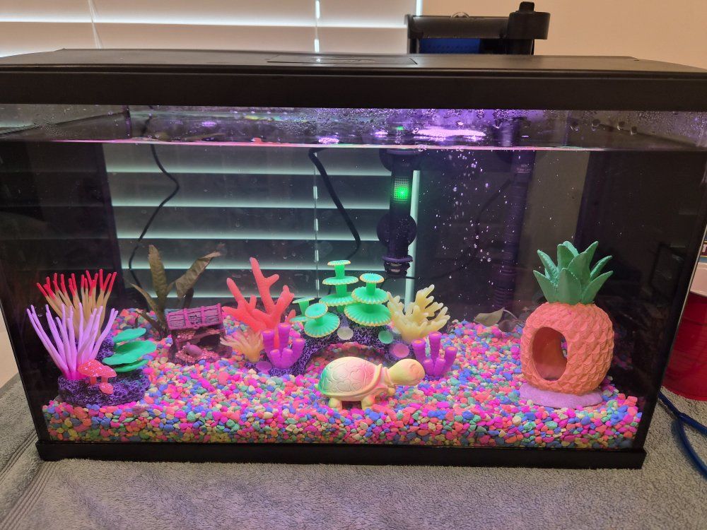 Fish Tank Starter Kit 10 Gallon