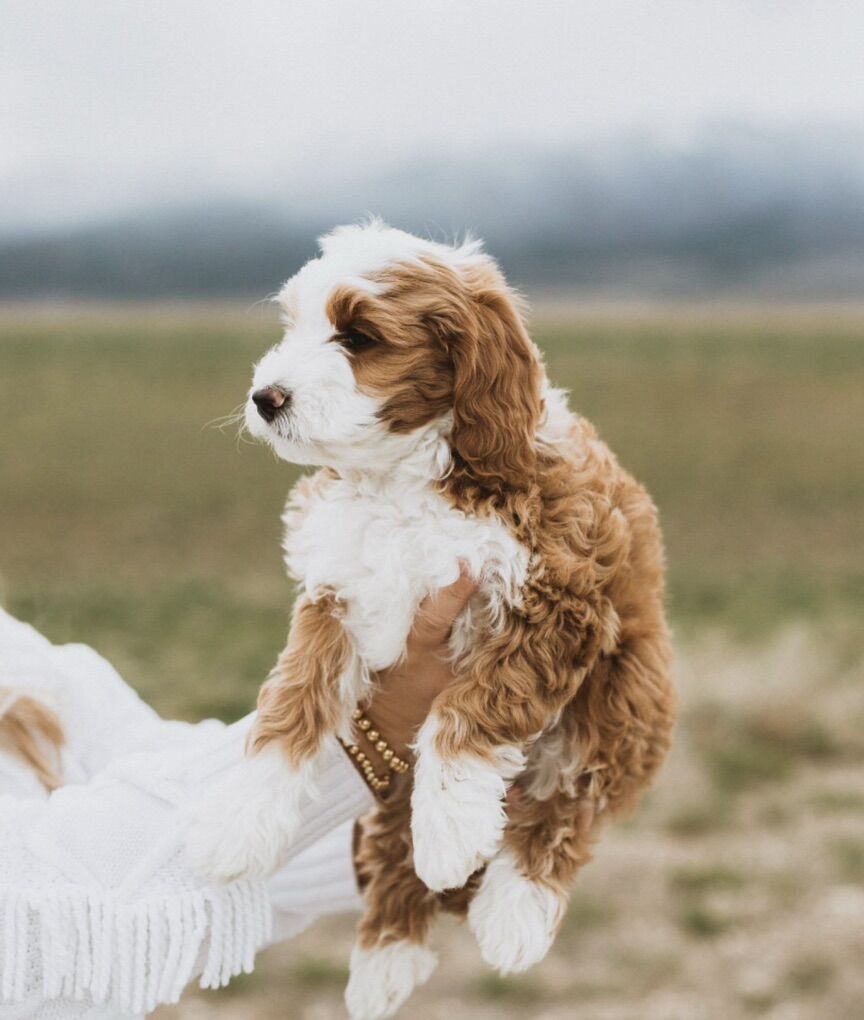 20lbs mini Goldendoodle Ff -/+ BB Ssp