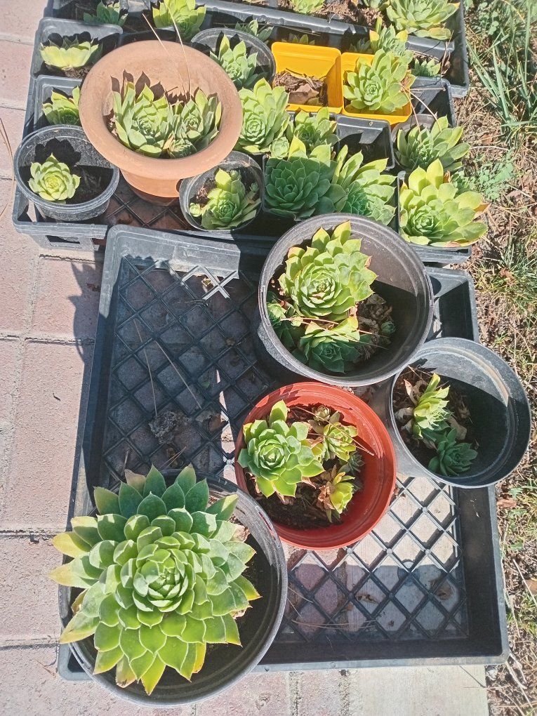 Hens & Chicks Plants