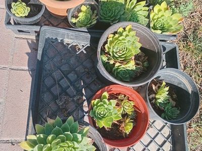 Hens & Chicks Plants