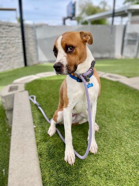 A161786 Teddy is Available for Adoption!