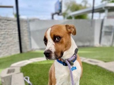 A161786 Teddy is Available for Adoption!