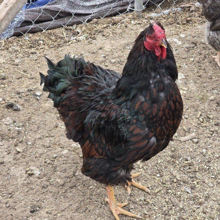 Roosters