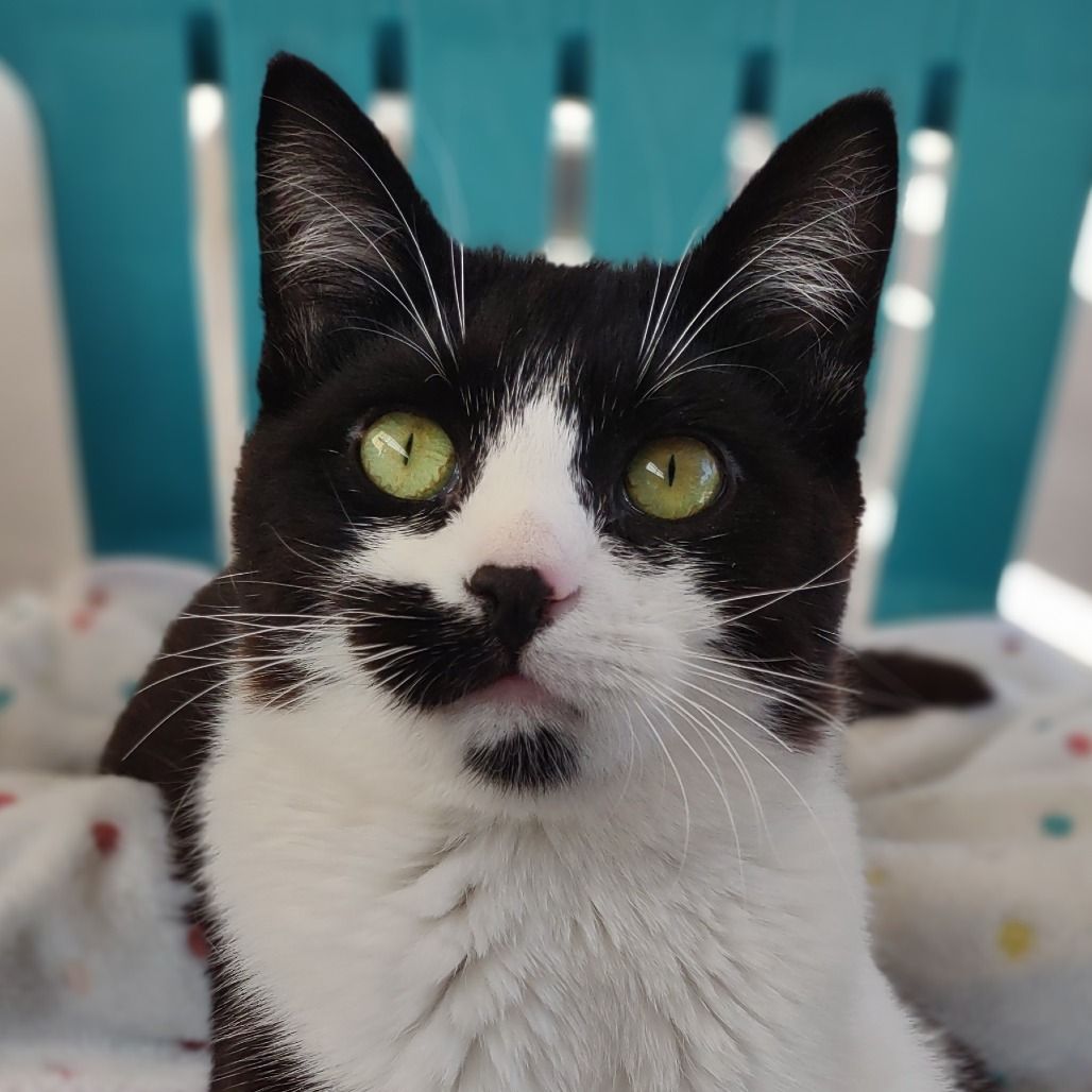 Hello my name is Monkey