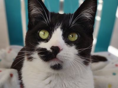 Hello my name is Monkey