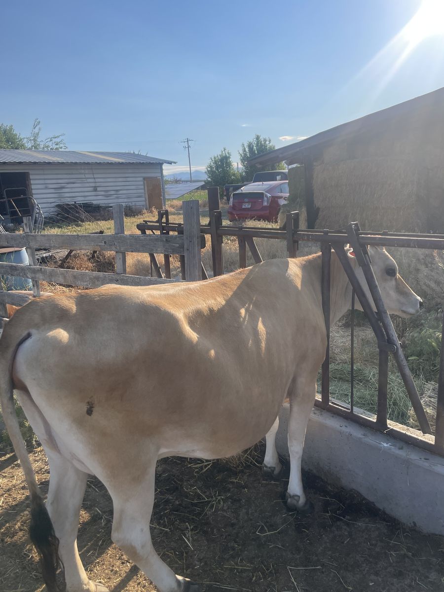 Purebred Bred A2A2 Jersey