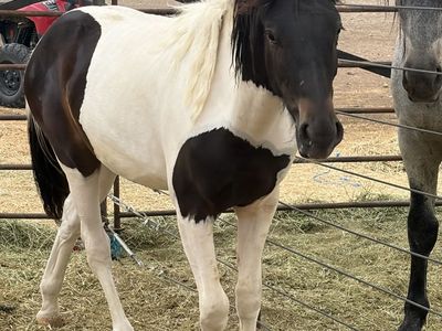 1/4 Draft yearling stud colt