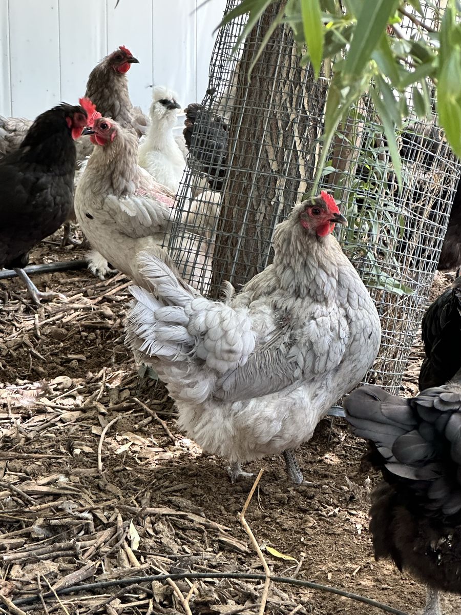 25 Laying Black and Blue Australorp Hens plus a Silkie