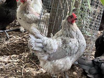 25 Laying Black and Blue Australorp Hens plus a Silkie