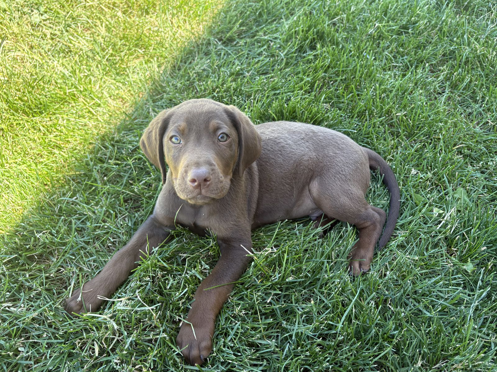 Purebred AKC registered lab puppies