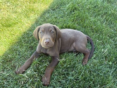 Purebred AKC registered lab puppies