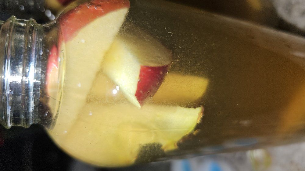 Live Vinegar Eel Culture