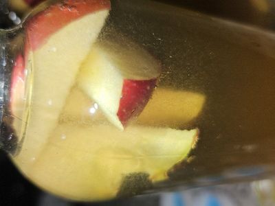 Live Vinegar Eel Culture