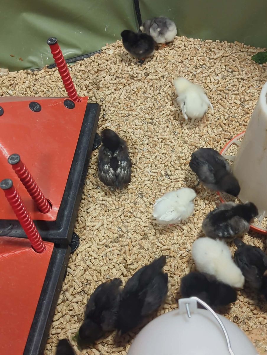 Fluffy Butts looking for a new brooder