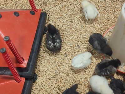 Fluffy Butts looking for a new brooder