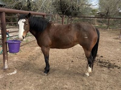 Heel Horse For Sale