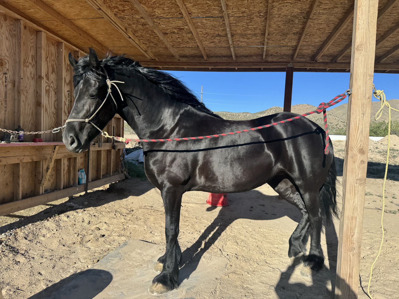 Purebred 6 Year-Old KFPS Registered Maiden Mare