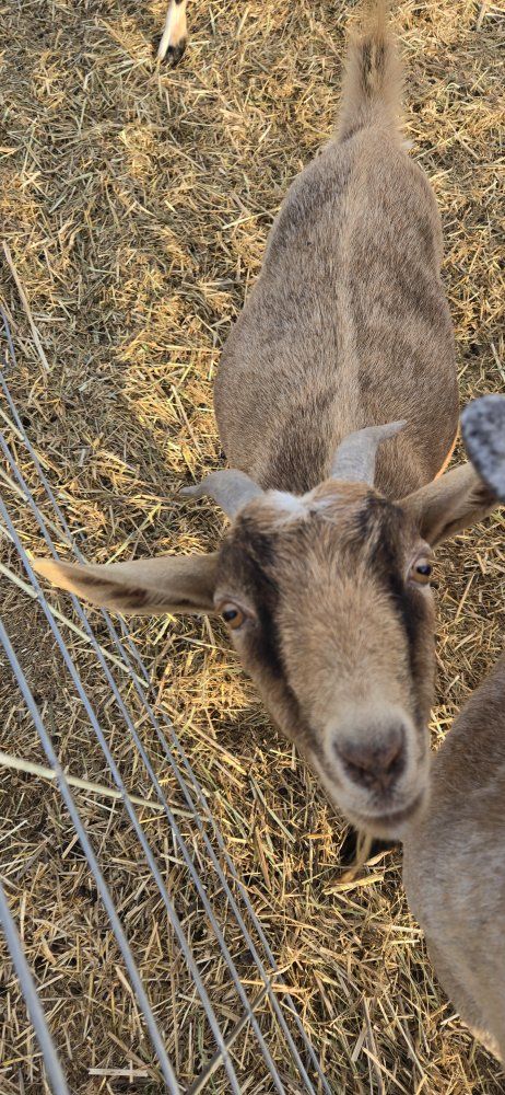 Friendly Nigerian dwarf goat 