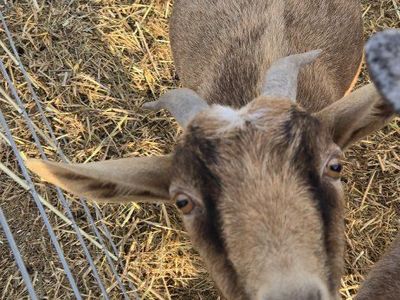 Friendly Nigerian dwarf goat