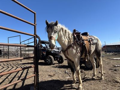 4 year old gelding