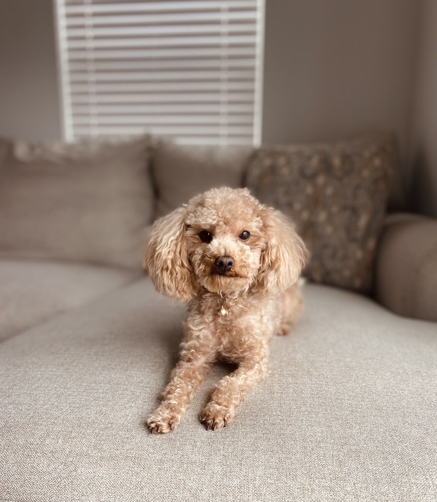 Toy Poodle Stud 6lbs
