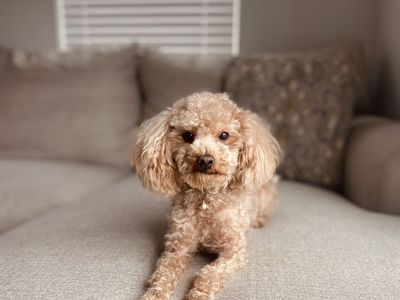 Toy Poodle Stud 6lbs