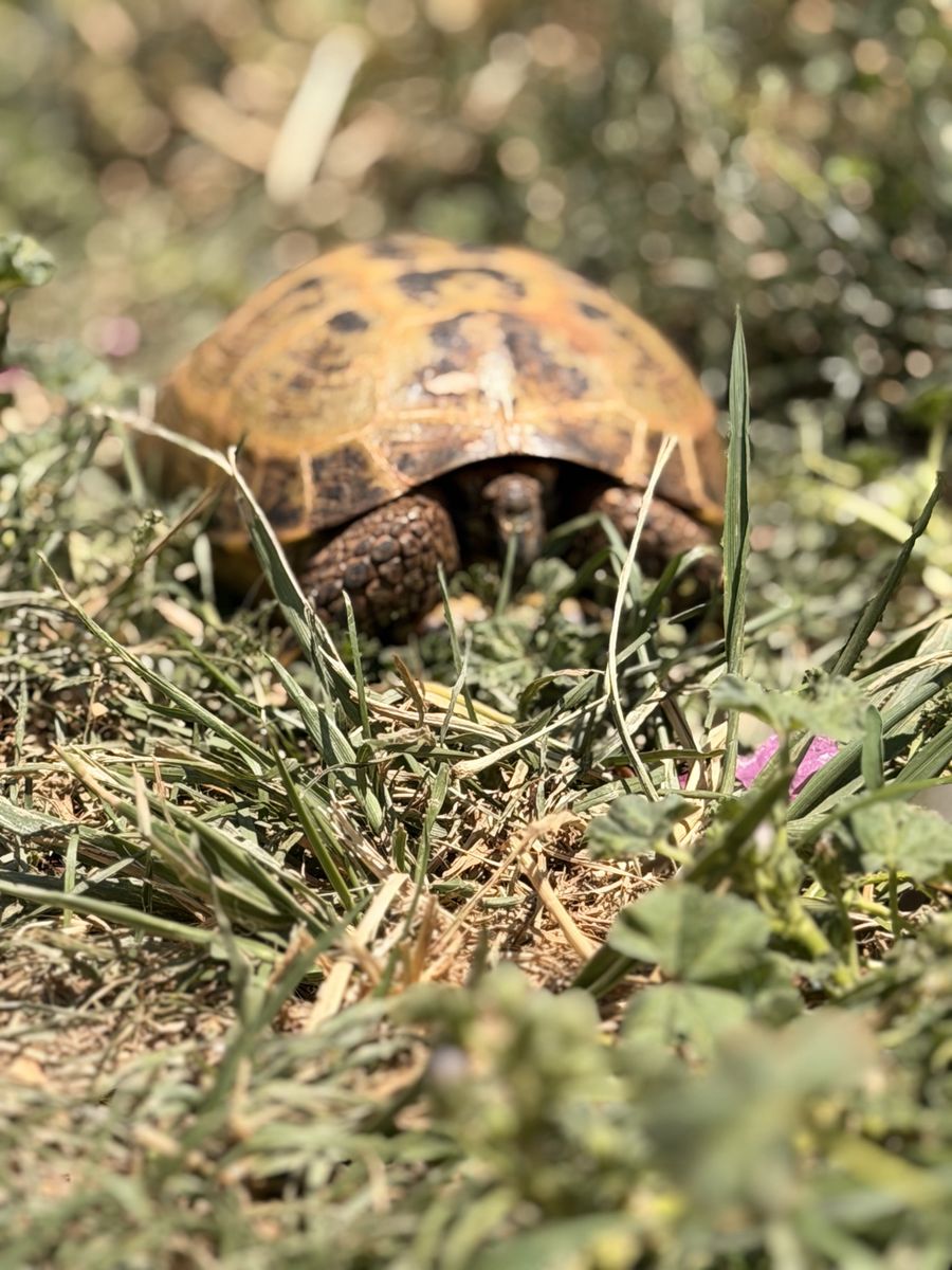 4 y/o Russian Tortoise