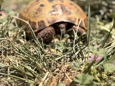 4 y/o Russian Tortoise