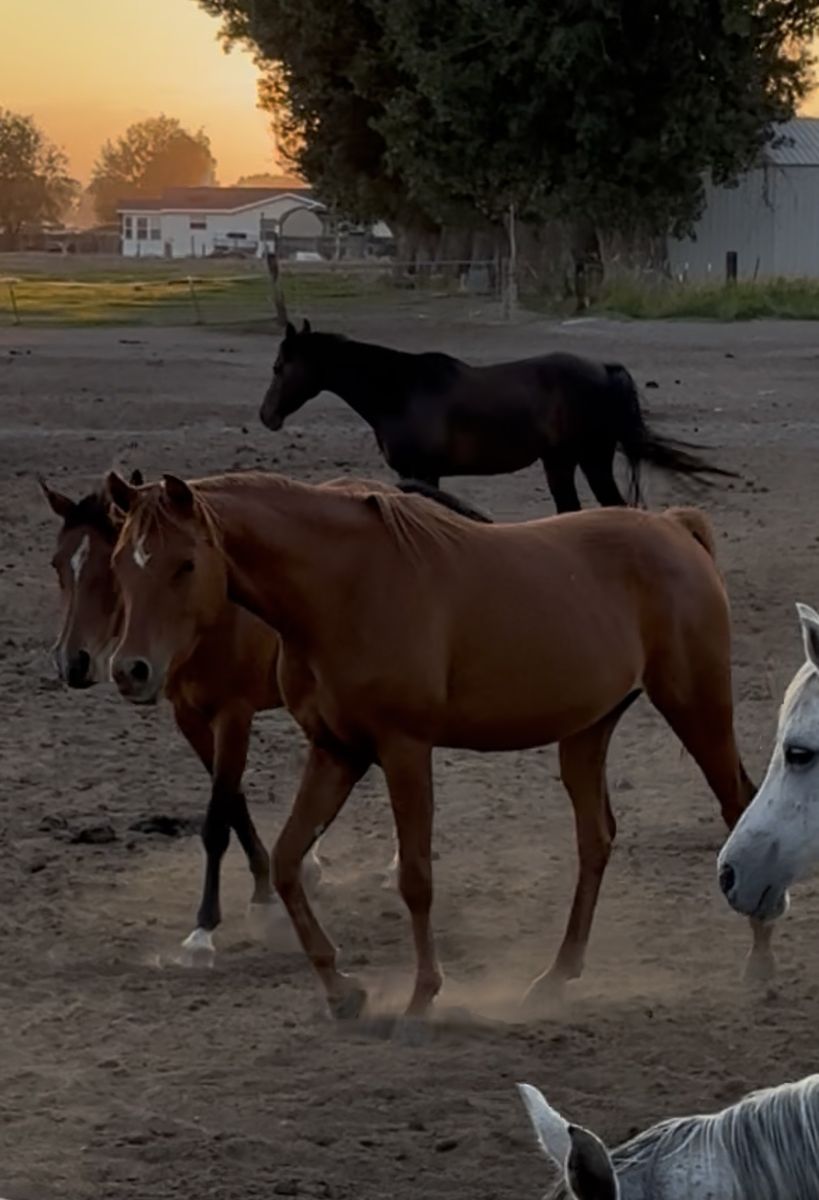 Purebred Arabian Mare