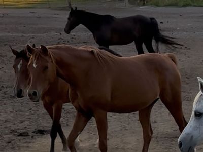 Purebred Arabian Mare