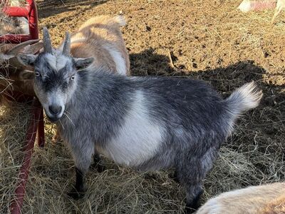 Cool colored bred goats BLUE EYES
