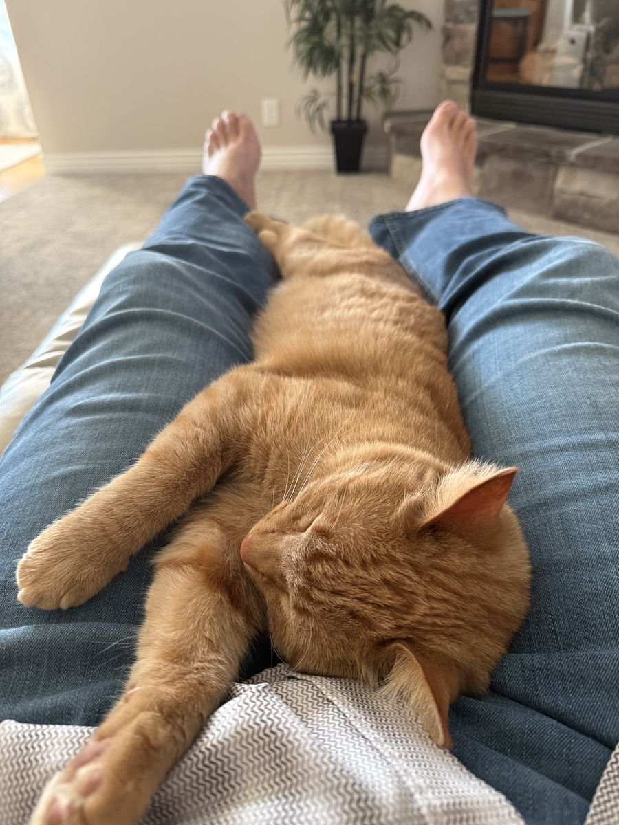 Cat Declawed , Spayed, 1.4 Months Old. Rehome