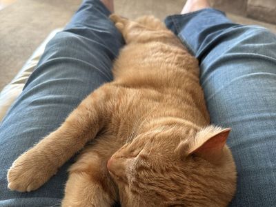 Cat Declawed , Spayed, 1.4 Months Old. Rehome