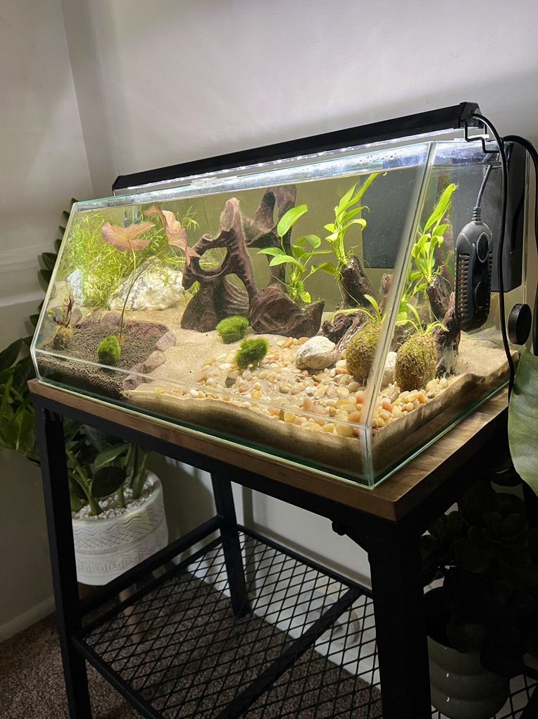 10g Cycled Angled Tank + Stand + Extras