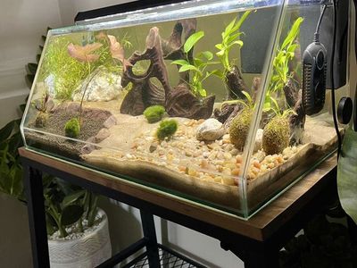 10g Cycled Angled Tank + Stand + Extras