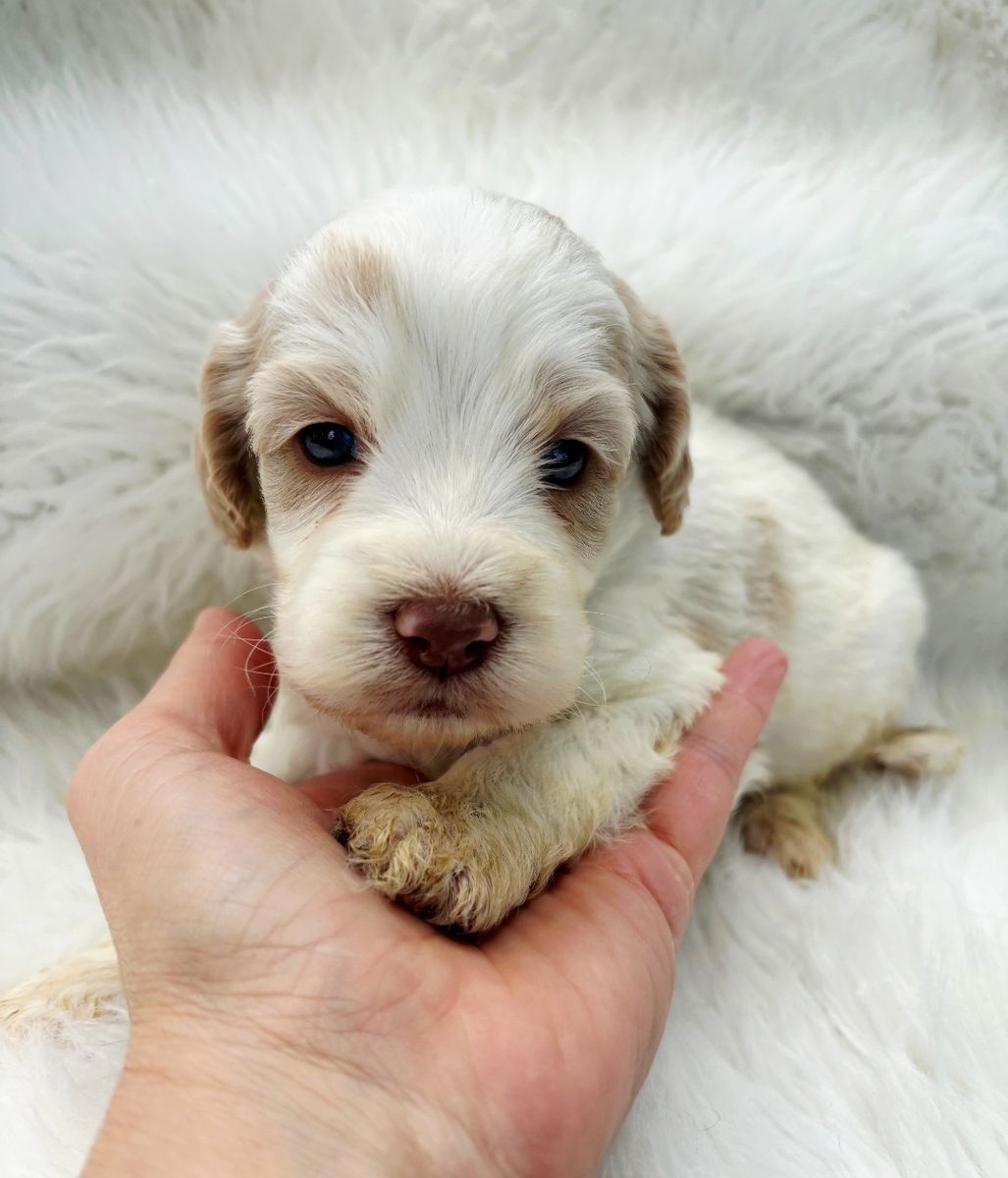 Mini Cockapoos
