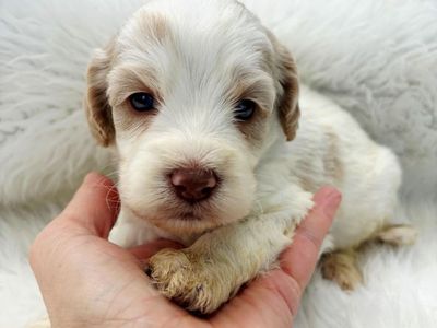 Mini Cockapoos