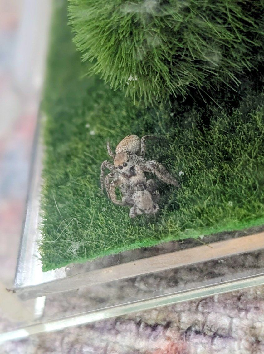 Jumping spider enclosure WITH spider and accessories shown.