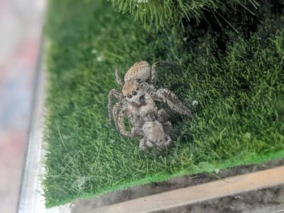 Jumping spider enclosure WITH spider and accessories shown.