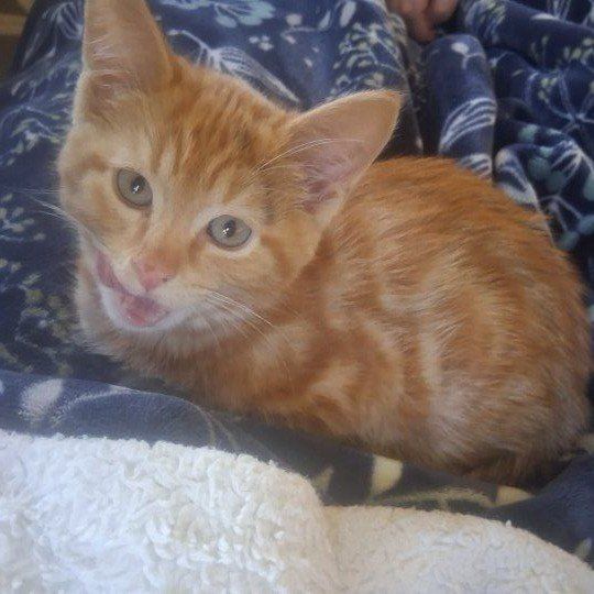 Adorable Kittens