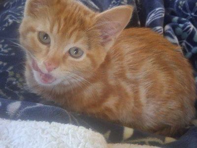 Adorable Kittens
