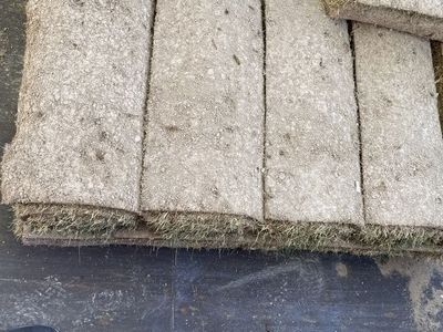 Kentucky Blue Grass 22 Rolls OF Sod