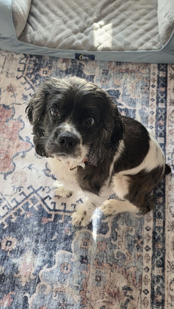 AKC Cocker Spaniel Stud -mini